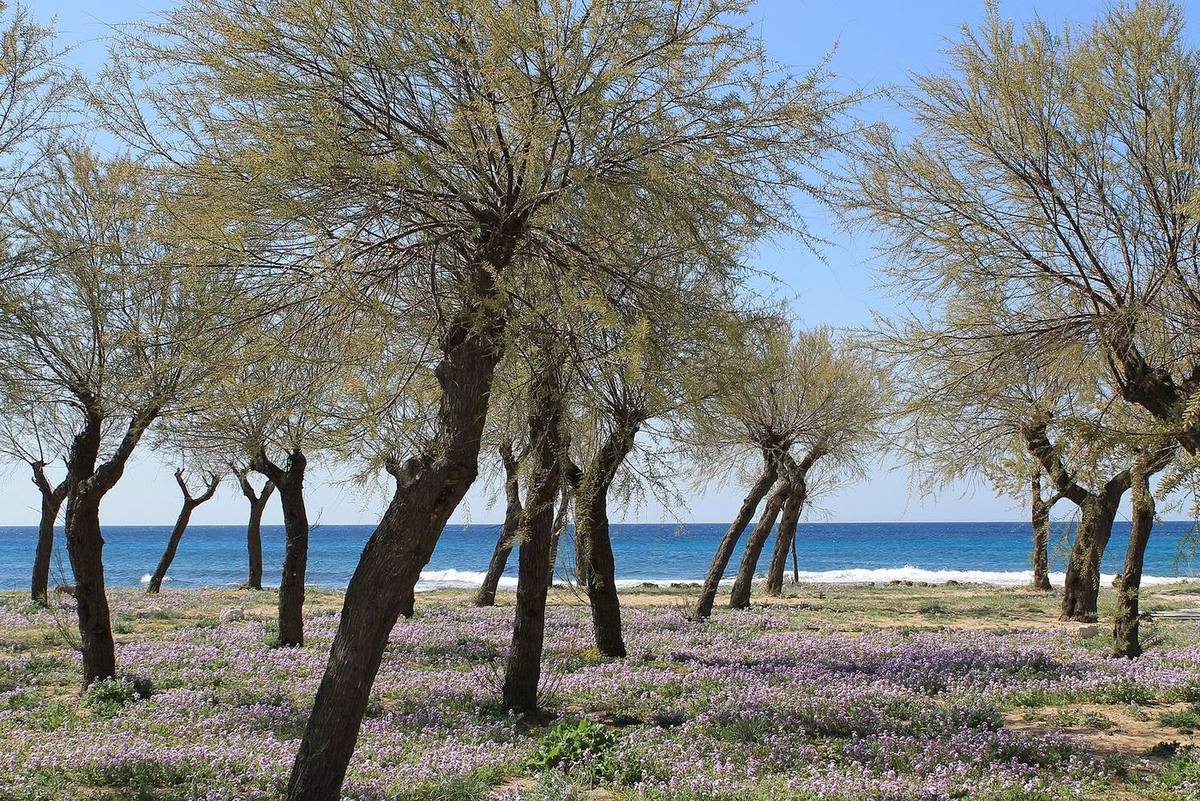 Tamerici sul mare nel Salento