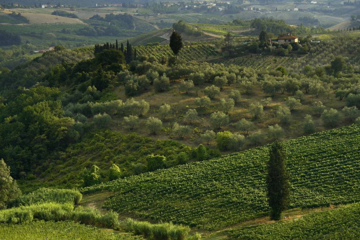 Vigneti del Chianti